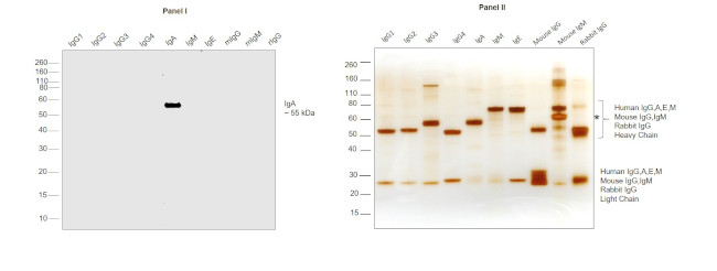 Human IgA Secondary Antibody