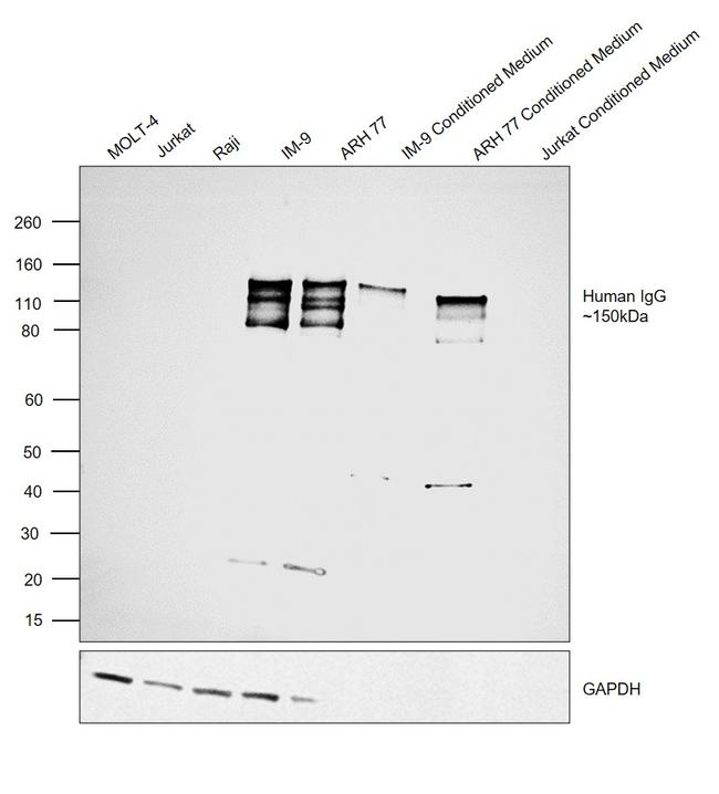 Human IgG (H+L) Secondary Antibody in Western Blot (WB)
