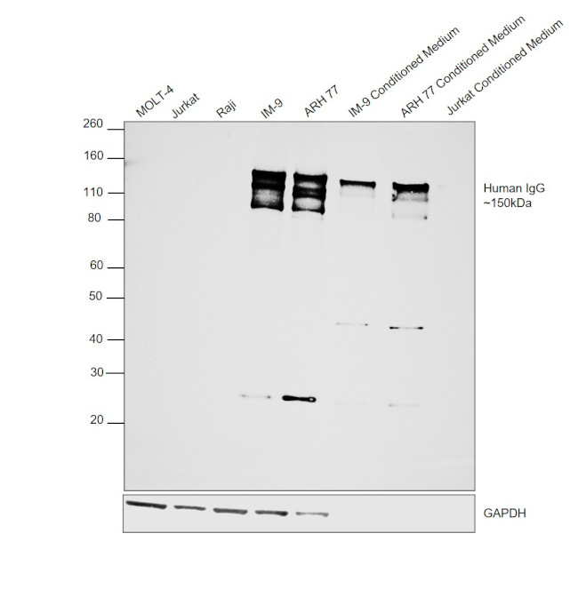 Human IgG (H+L) Cross-Adsorbed Secondary Antibody