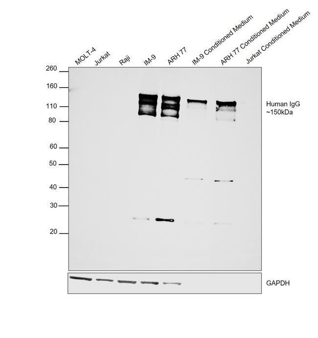 Human IgG (H+L) Cross-Adsorbed Secondary Antibody in Western Blot (WB)