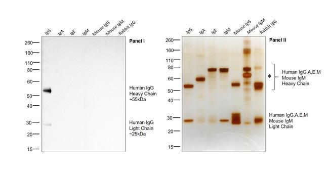 Human IgG (H+L) Cross-Adsorbed Secondary Antibody in Western Blot (WB)