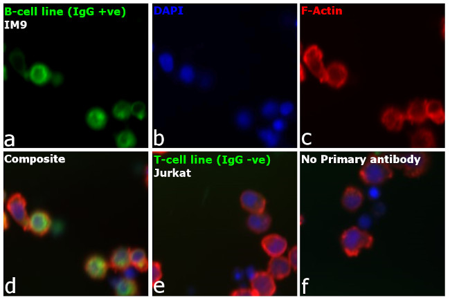 Human IgG Fc Cross-Adsorbed Secondary Antibody in Immunocytochemistry (ICC/IF)