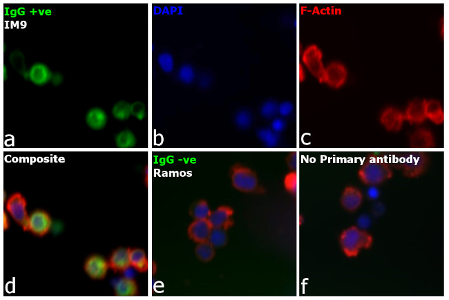 Human IgG Fc Cross-Adsorbed Secondary Antibody in Immunocytochemistry (ICC/IF)