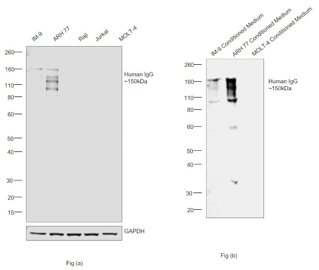 Human IgG Fc Cross-Adsorbed Secondary Antibody