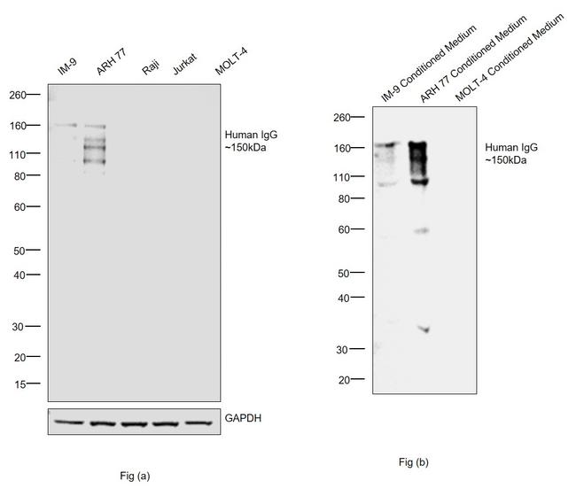 Human IgG Fc Cross-Adsorbed Secondary Antibody in Western Blot (WB)