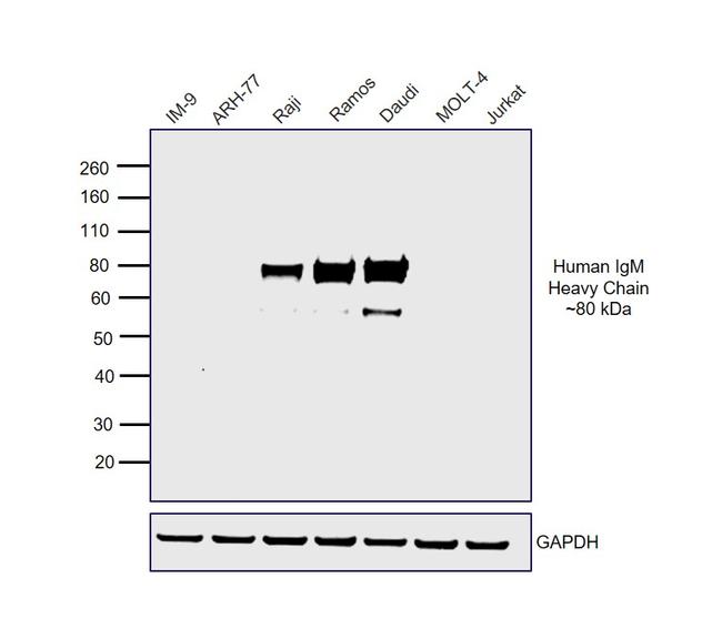 Human IgM (Heavy chain) Secondary Antibody in Western Blot (WB)