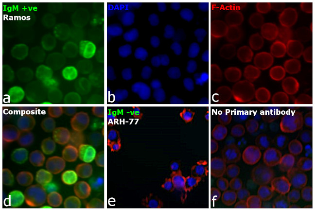 Human IgM (Heavy chain) Secondary Antibody in Immunocytochemistry (ICC/IF)