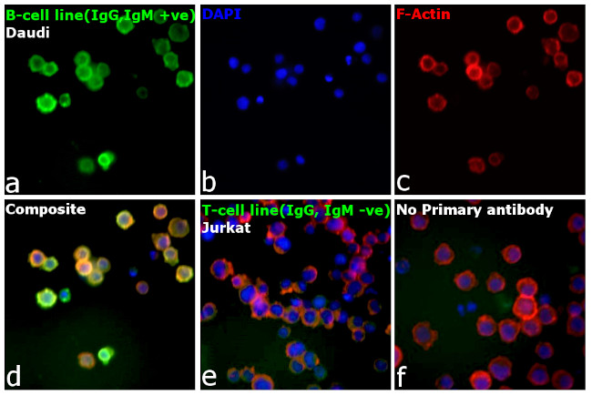 Human IgG, IgM, IgA (H+L) Secondary Antibody in Immunocytochemistry (ICC/IF)