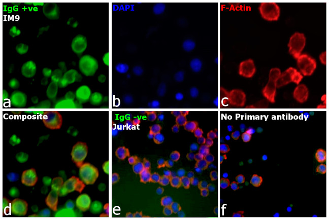 Human IgG, IgM, IgA (H+L) Secondary Antibody in Immunocytochemistry (ICC/IF)