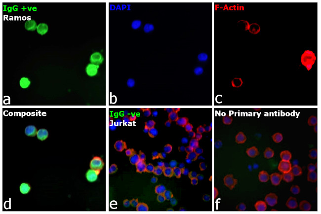 Human IgG, IgM, IgA (H+L) Secondary Antibody in Immunocytochemistry (ICC/IF)