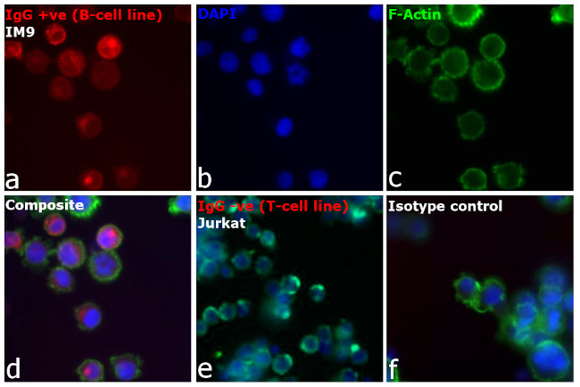 Human IgG, IgM, IgA (H+L) Secondary Antibody in Immunocytochemistry (ICC/IF)