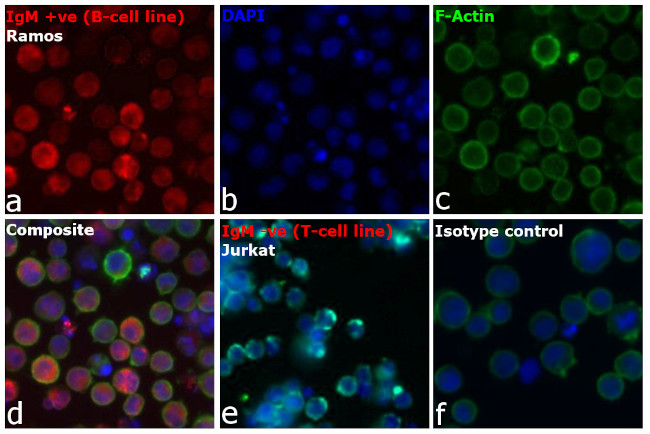 Human IgG, IgM, IgA (H+L) Secondary Antibody in Immunocytochemistry (ICC/IF)