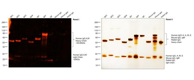 Human IgG, IgM, IgA (H+L) Secondary Antibody in Western Blot (WB)