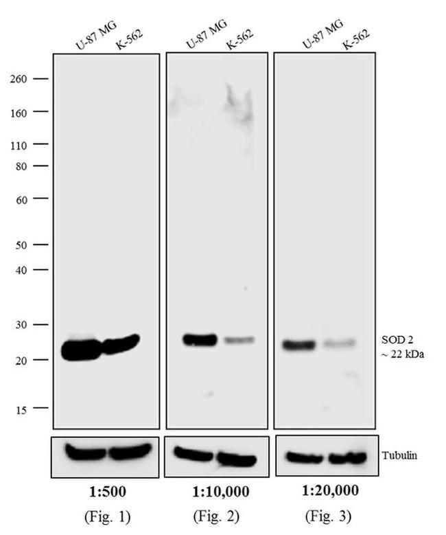 Mouse IgG (H+L) Secondary Antibody in Western Blot (WB)