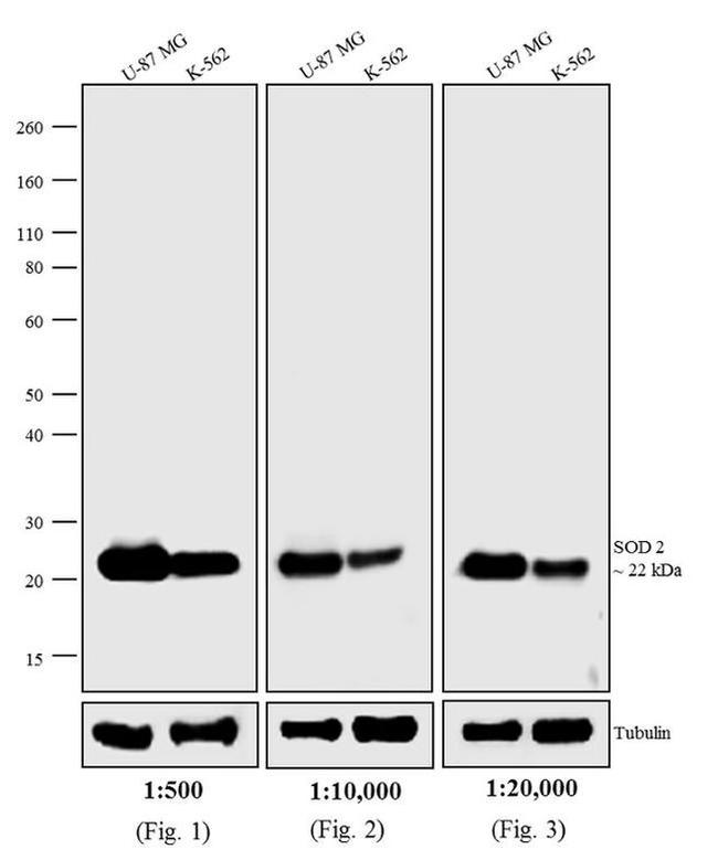 Mouse IgG (H+L) Highly Cross-Adsorbed Secondary Antibody in Western Blot (WB)