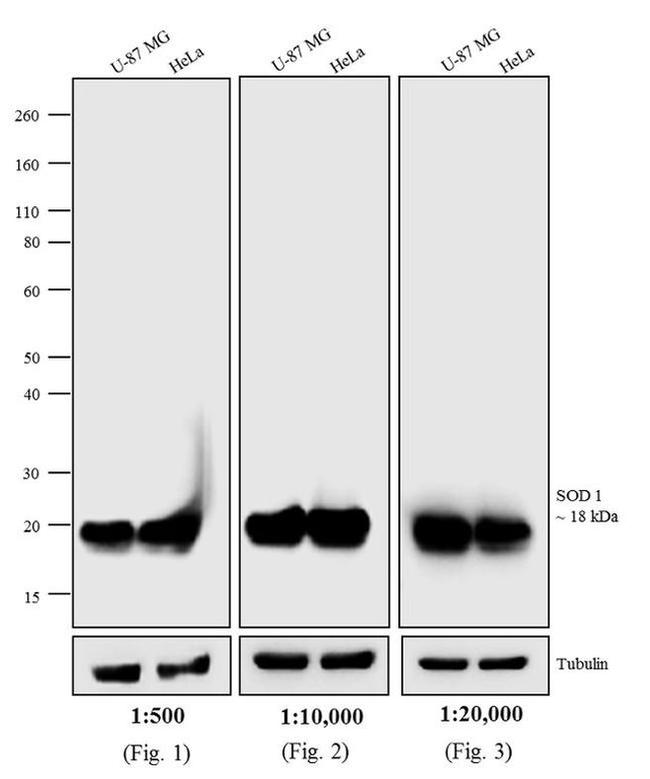 Mouse IgG (H+L) Secondary Antibody in Western Blot (WB)