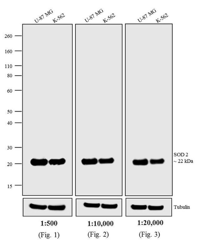 Mouse IgG (H+L) Secondary Antibody in Western Blot (WB)