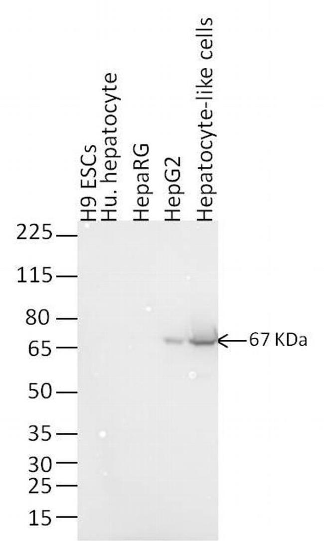 Mouse IgG (H+L) Highly Cross-Adsorbed Secondary Antibody in Western Blot (WB)