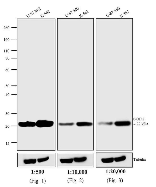 Mouse IgG (H+L) Cross-Adsorbed Secondary Antibody in Western Blot (WB)