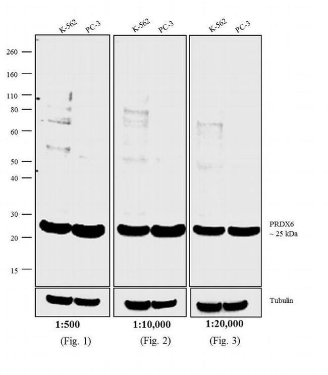 Rabbit IgG (H+L) Secondary Antibody in Western Blot (WB)