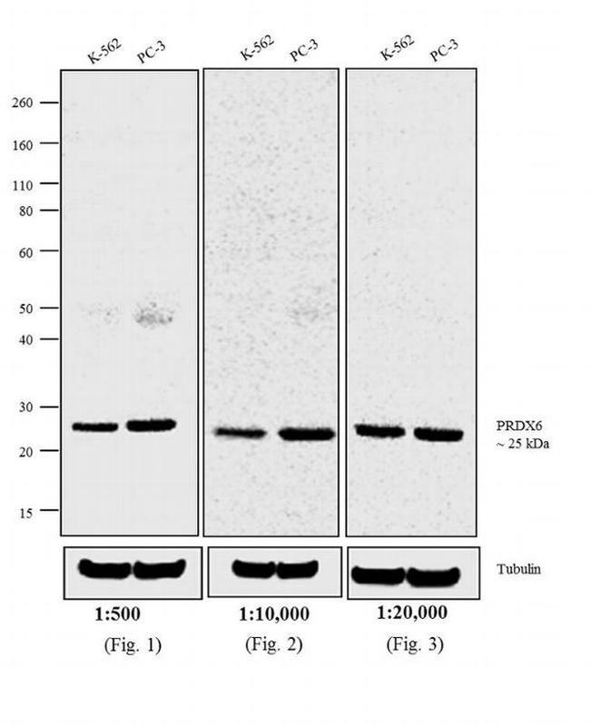 Rabbit IgG (H+L) Cross-Adsorbed Secondary Antibody in Western Blot (WB)