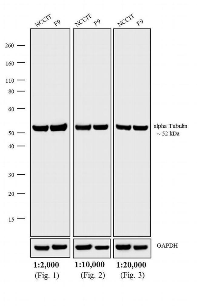 Rat IgG (H+L) Cross-Adsorbed Secondary Antibody in Western Blot (WB)