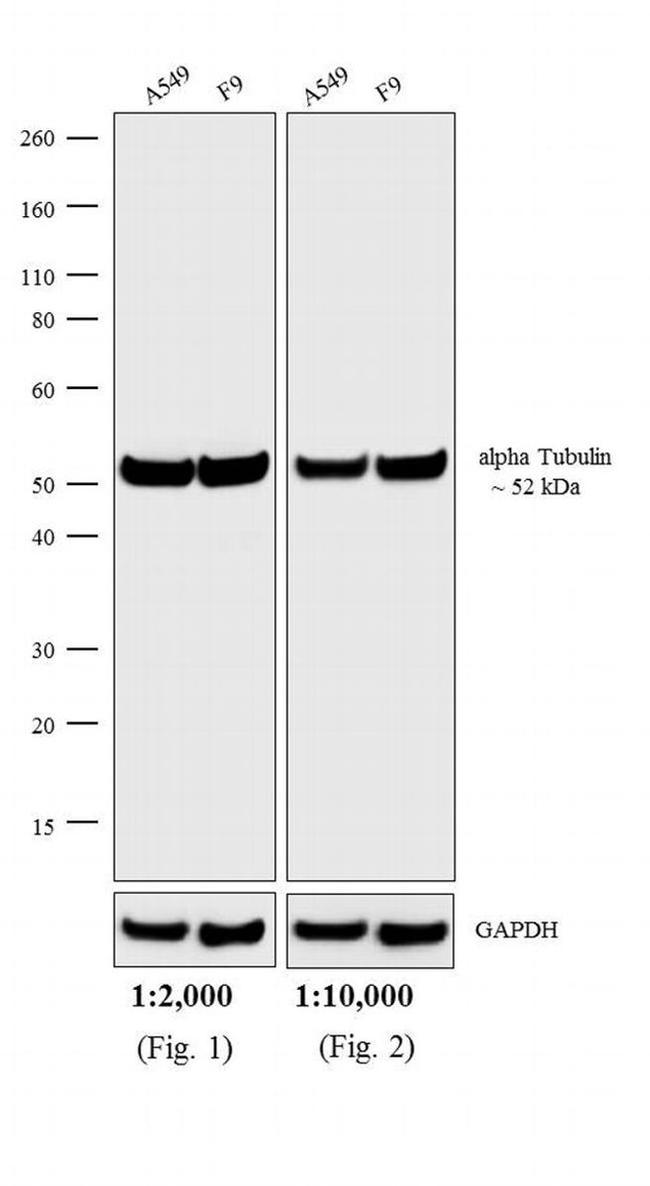 Rat IgG (H+L) Highly Cross-Adsorbed Secondary Antibody in Western Blot (WB)