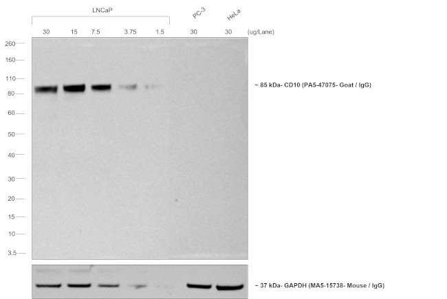 Goat IgG (Heavy Chain) Secondary Antibody in Western Blot (WB)