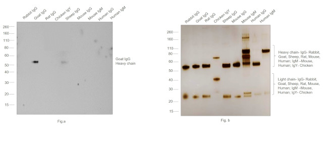 Goat IgG (Heavy Chain) Secondary Antibody in Western Blot (WB)