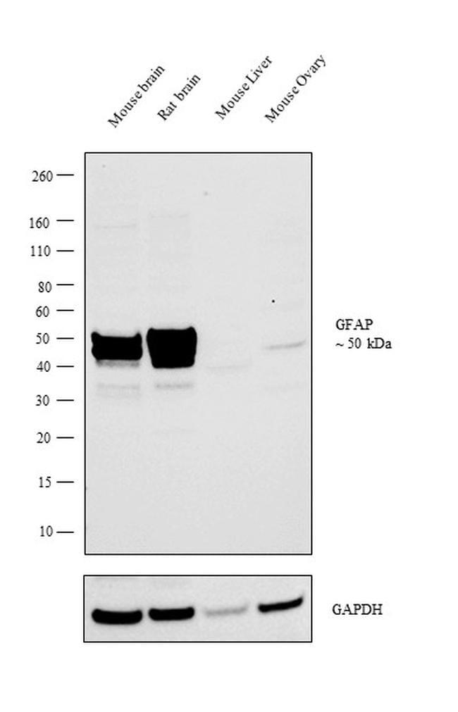 Goat IgG (Heavy Chain) Secondary Antibody in Western Blot (WB)