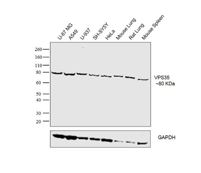 Goat IgG (Heavy Chain) Secondary Antibody in Western Blot (WB)