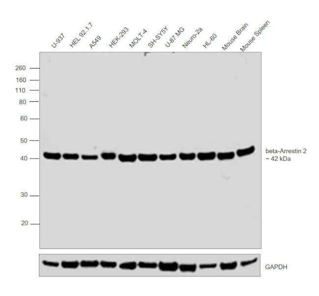 Goat IgG (Heavy Chain) Secondary Antibody in Western Blot (WB)