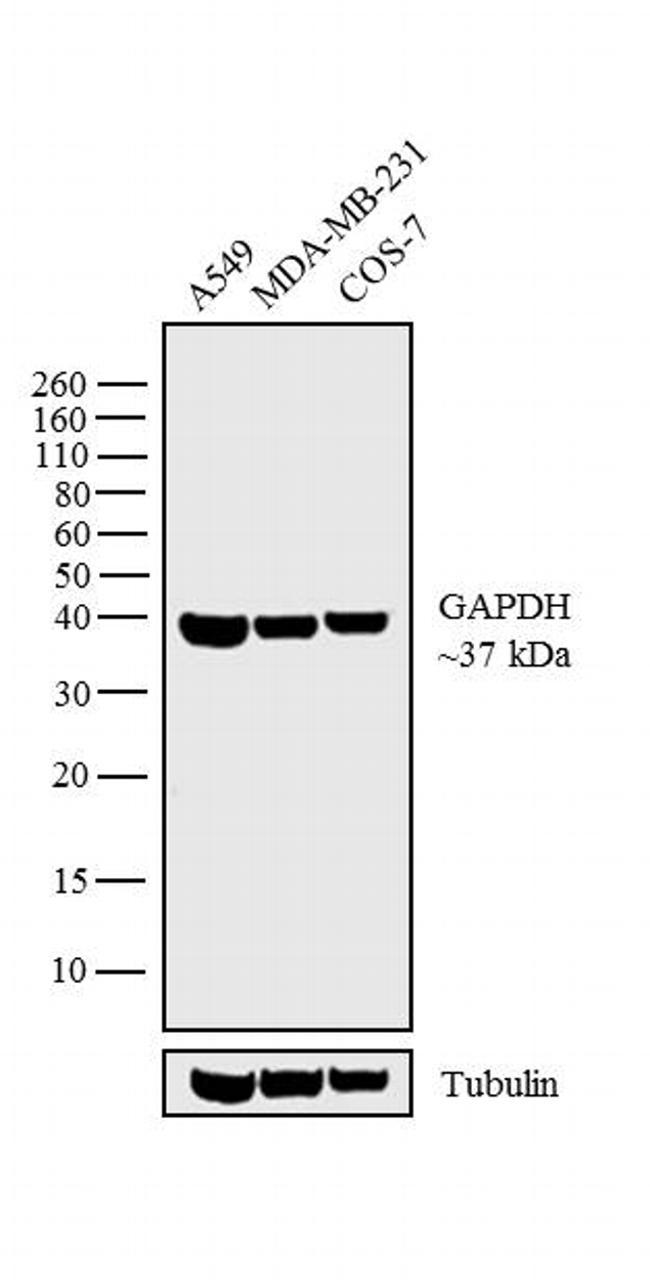 Goat IgG (Heavy Chain) Secondary Antibody in Western Blot (WB)