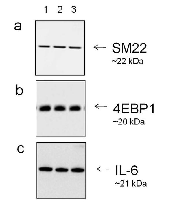 Goat IgG (Heavy Chain) Secondary Antibody in Western Blot (WB)