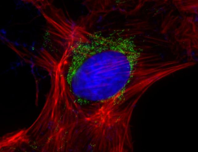 Goat IgG (Heavy Chain) Secondary Antibody in Immunocytochemistry (ICC/IF)