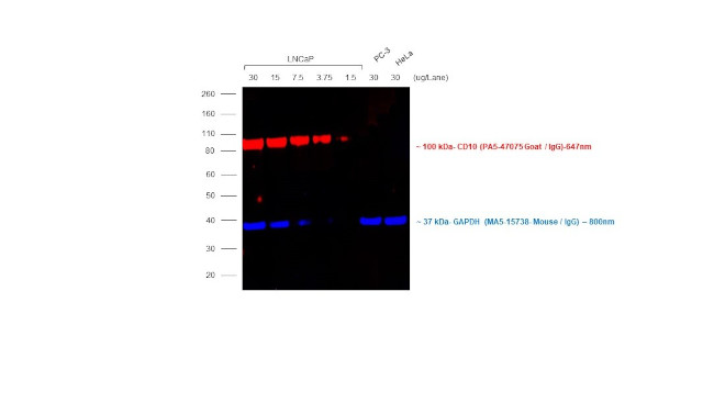 Goat IgG (Heavy Chain) Secondary Antibody in Western Blot (WB)