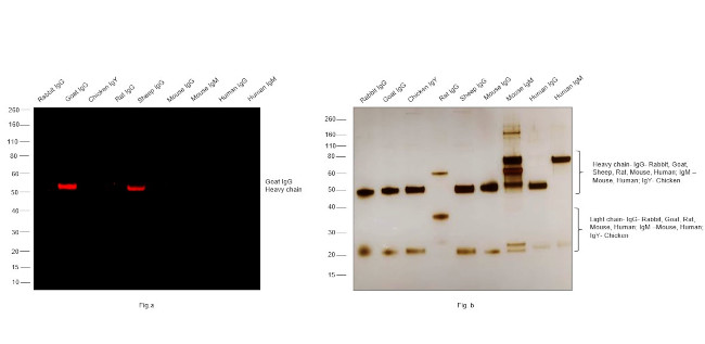 Goat IgG (Heavy Chain) Secondary Antibody in Western Blot (WB)