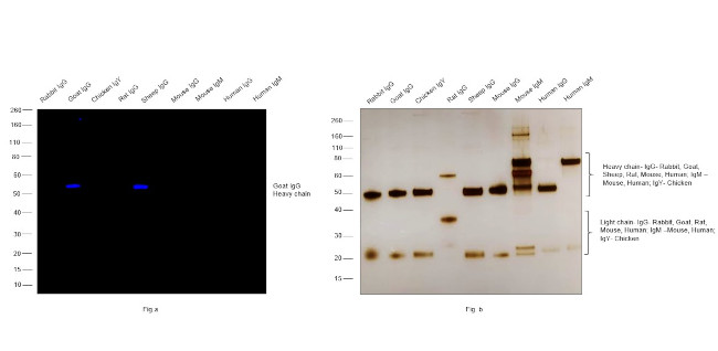 Goat IgG (Heavy Chain) Secondary Antibody in Western Blot (WB)