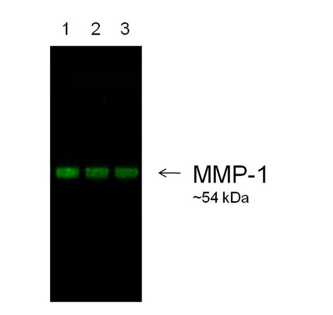 Goat IgG (Heavy Chain) Secondary Antibody in Western Blot (WB)