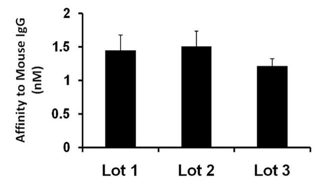 Mouse IgG (H+L) Secondary Antibody