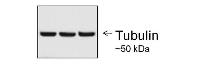 Mouse IgG (H+L) Secondary Antibody in Western Blot (WB)