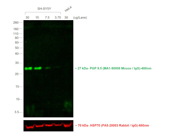 Mouse IgG (H+L) Secondary Antibody in Western Blot (WB)