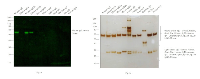 Mouse IgG (H+L) Secondary Antibody in Western Blot (WB)