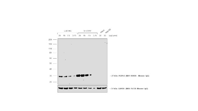 Mouse IgG (H+L) Secondary Antibody in Western Blot (WB)