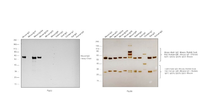 Mouse IgG (H+L) Secondary Antibody in Western Blot (WB)