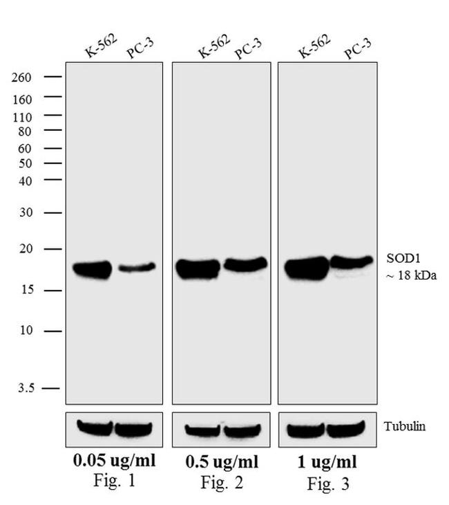 Mouse IgG (H+L) Secondary Antibody in Western Blot (WB)