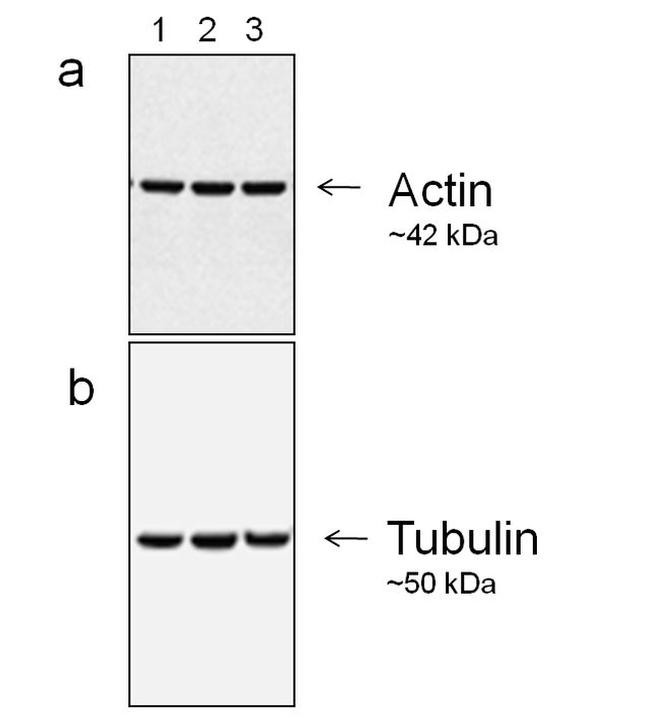 Mouse IgG (H+L) Secondary Antibody in Western Blot (WB)