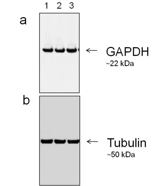 Mouse IgG (H+L) Secondary Antibody in Western Blot (WB)