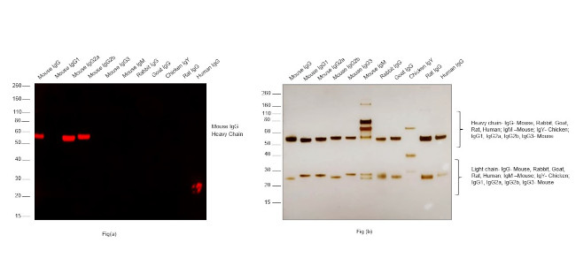 Mouse IgG (H+L) Secondary Antibody in Western Blot (WB)