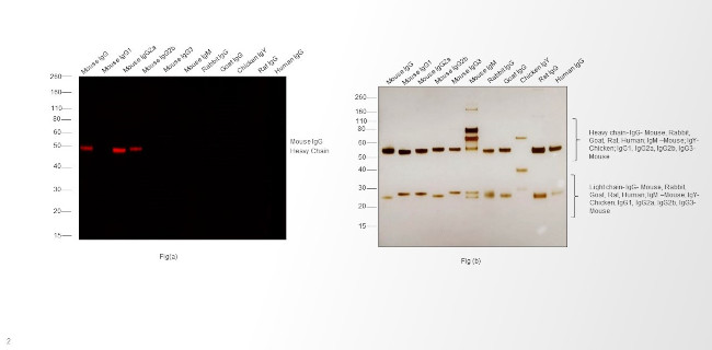 Mouse IgG (H+L) Secondary Antibody in Western Blot (WB)